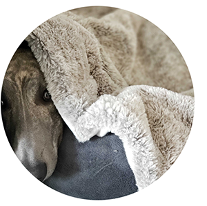 picture of cute puppy under a blanket