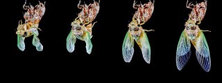 Cicadas