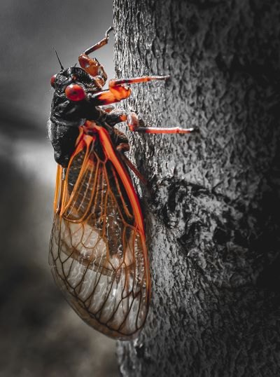 Cicada