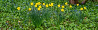 daffodils in spring field