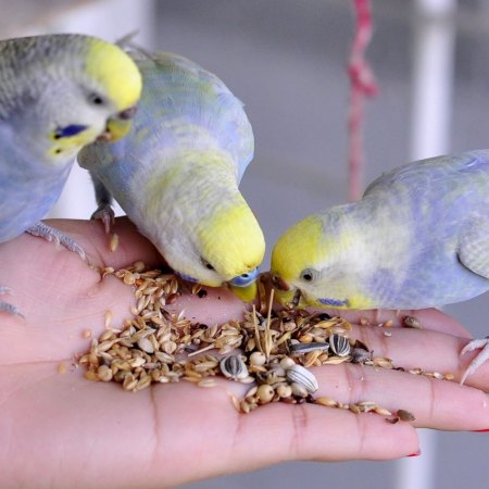 Bird feeding