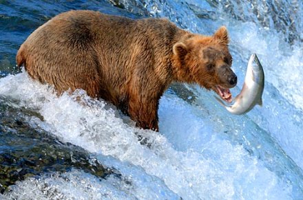 Fishing bear