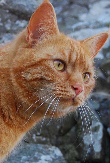 Tomcat
